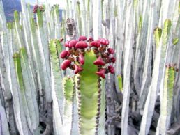 Euphorbia canariensis - Arnoldo Álvarez Escobar